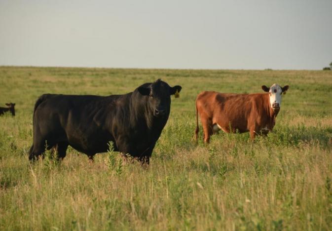 OSU's Glenn Selk Explains Bull Management in Multi-Sire Pastures