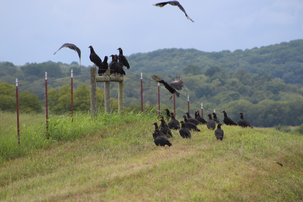 Lawmakers Tell US Fish and Wildlife Control Measures Needed for Avian Predators