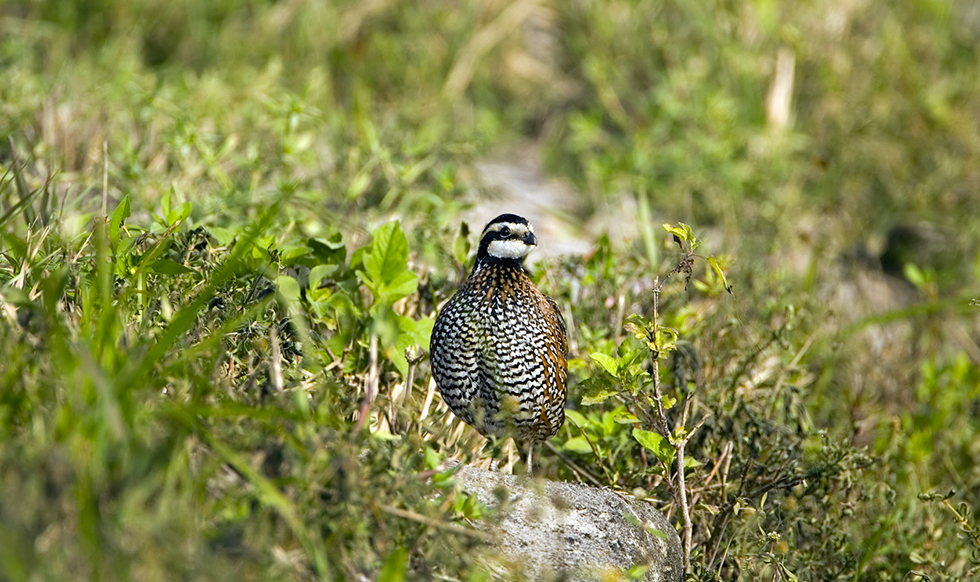 Quail Population Up 23.6% in Oklahoma