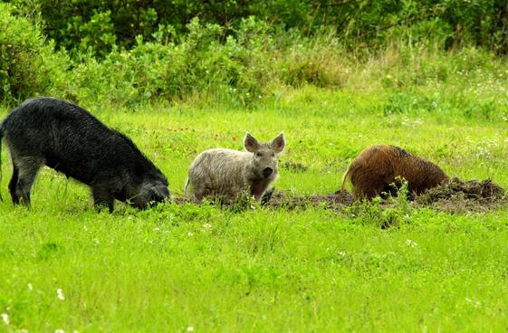 USDA Announces Funding For Pilot Program to Control Feral Swine in Oklahoma