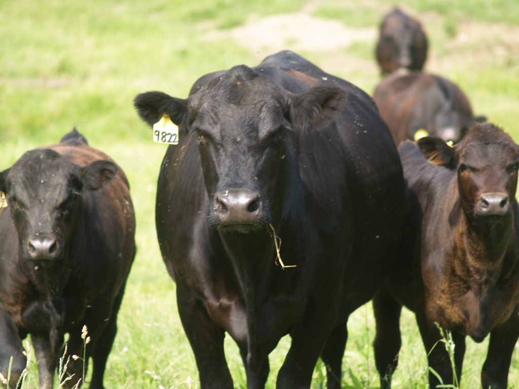 USDA Announces Forty Appointments to Serve on Cattlemen's Beef Promotion Board