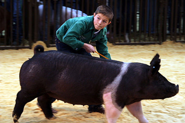 State Vet Rod Hall Offers Show Swine Tips 