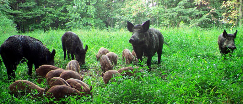 Conservation Leaders in Oklahoma Ramp Up Million Dollar Pilot Project to Control Wild Hogs in the State