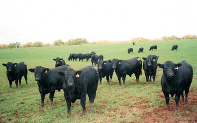Cattle Beef Board CEO Touts Great Sustainability Story of the Modern US Beef Cattle Business