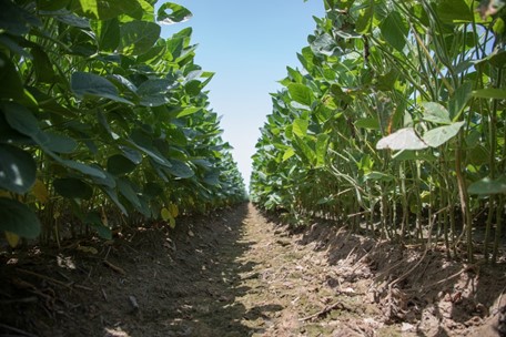 Recapping the 2019 U.S. Soybean Crop Results