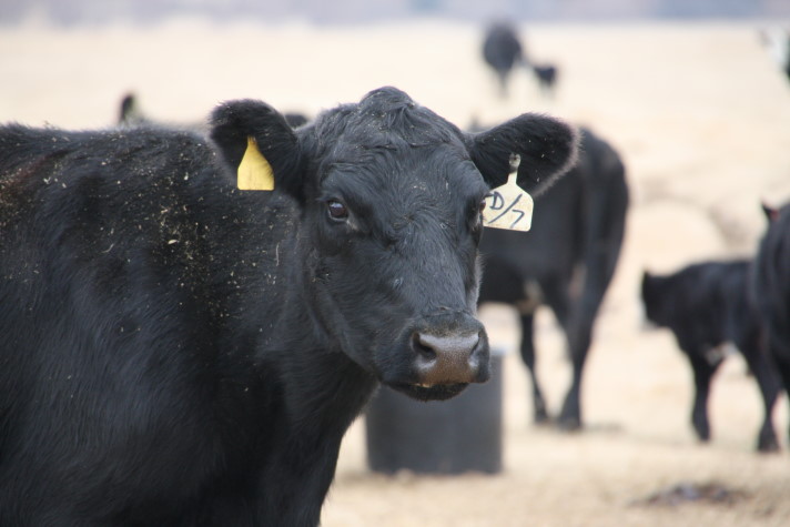 Final Sale of the Year at the Woodward Auction Market Saw Steady to Higher Yearling Cattle Prices