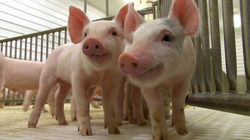 December Hog Numbers Point to Record Pork Production in 2020- Oklahoma Sixth Largest Sow Herd in US