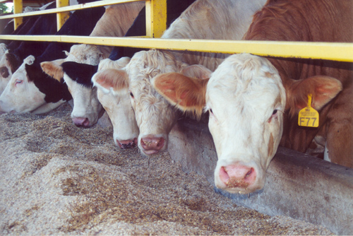 TCFA Reports Cash Sales in Texas-Oklahoma- New Mexico Feedlots Were $2 Higher Than a Week Ago