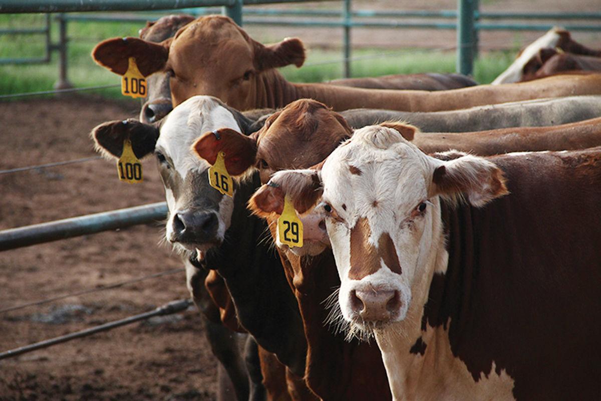 Cattle Market Watcher Derrel Peel Previews This Friday's Cattle Inventory Report