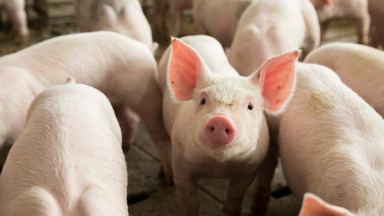 US Pork Checkoff Report- African Swine Fever Will Continue to Plague China for Years