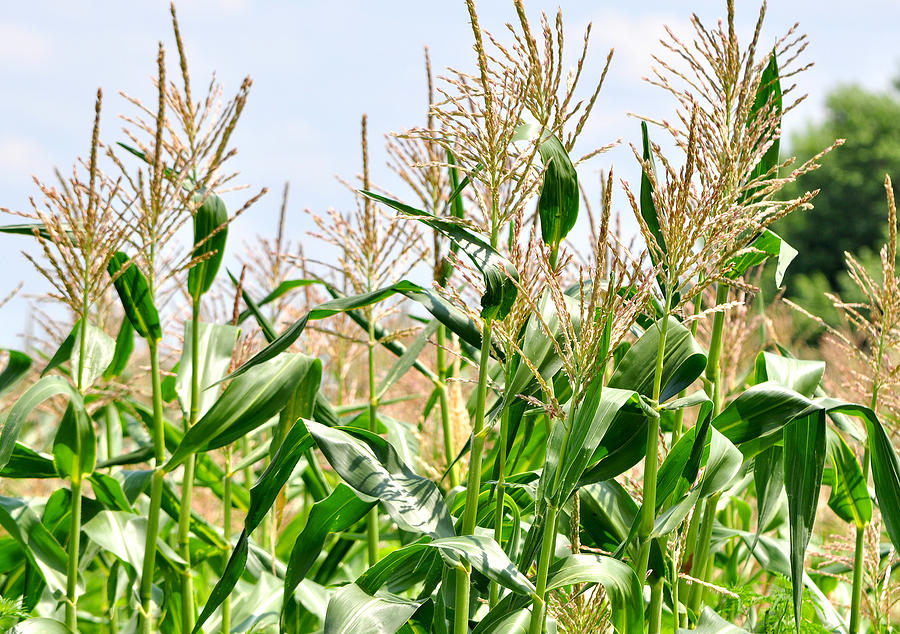 Despite Challenging Growing Season, U.S. Grains Show Resiliency, According to U.S. Grains Councils 2019/2020 Corn Harvest Quality Report
