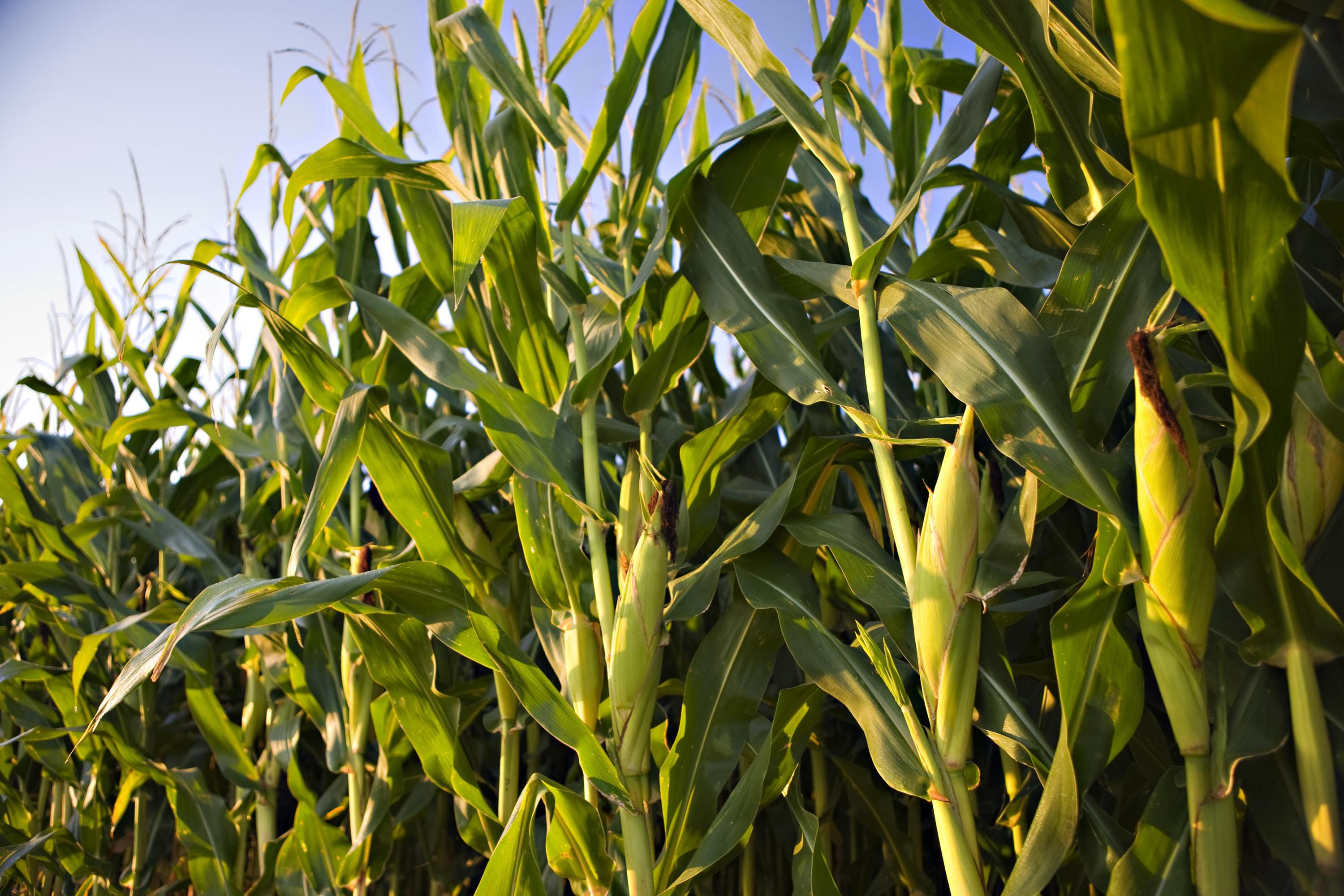 University of Illinois Releases Crop and Livestock Price Prospects for 2020