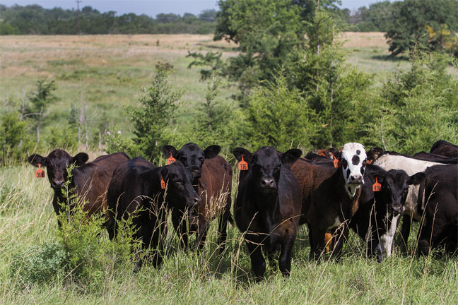 Feeder Steers Steady to Lower, Feeder Heifers Lower, Steer Calves Steady to Higher and Heifer Calves Steady to Lower at Woodward Livestock on Thursday