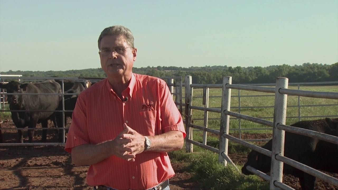OSU's Glenn Selk Talks About How A Long, Difficult Delivery of a Calf Will Affect Rebreeding of the Cow
