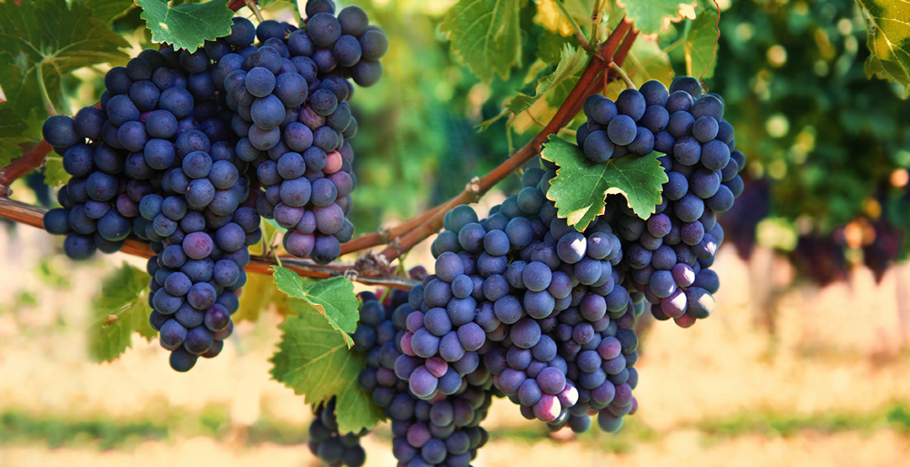 Get Prepared for Grape-Growing Season with Grape Season Prep Workshop