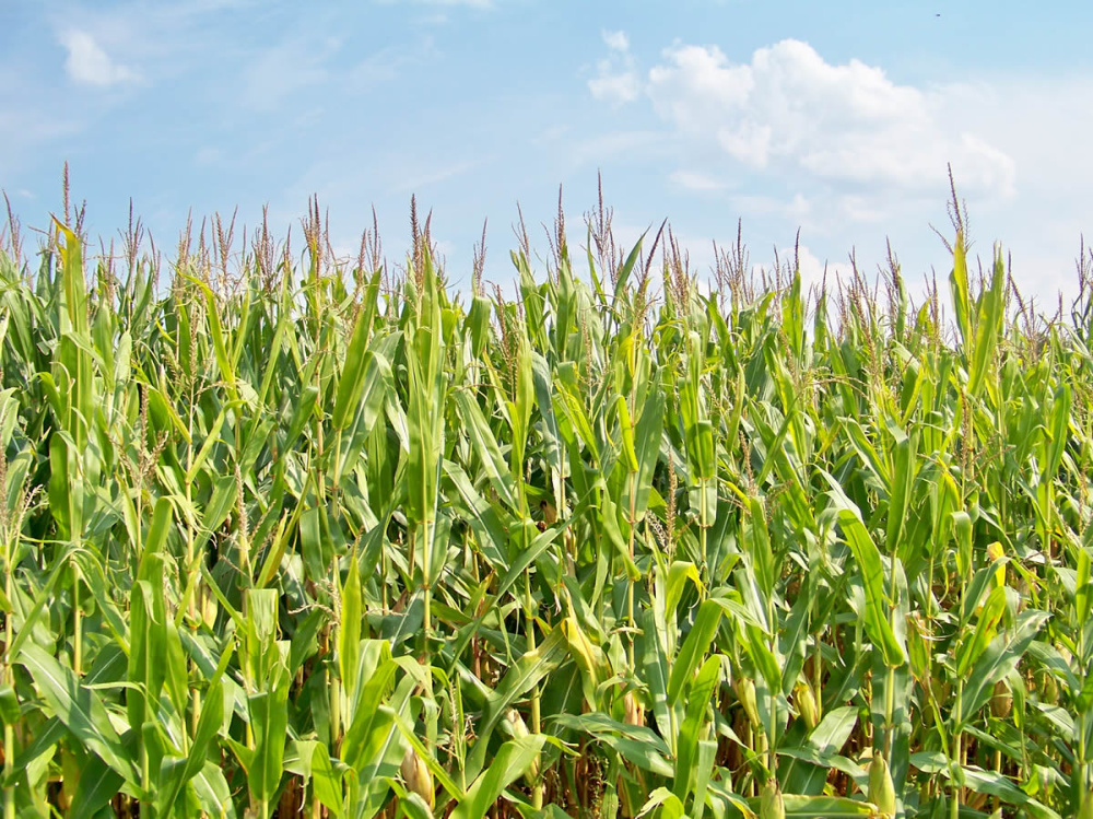 Corn Prices: Farmer Holding and the Coronavirus
