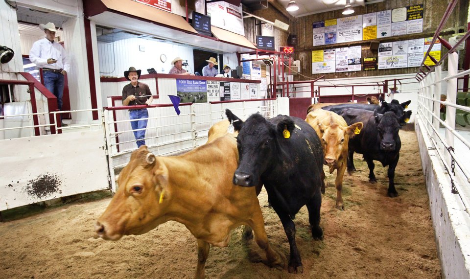 Feeder Steer, Feeder Heifers, Steer Calves and Heifer Calves Mixed at Woodward Livestock on Thursday