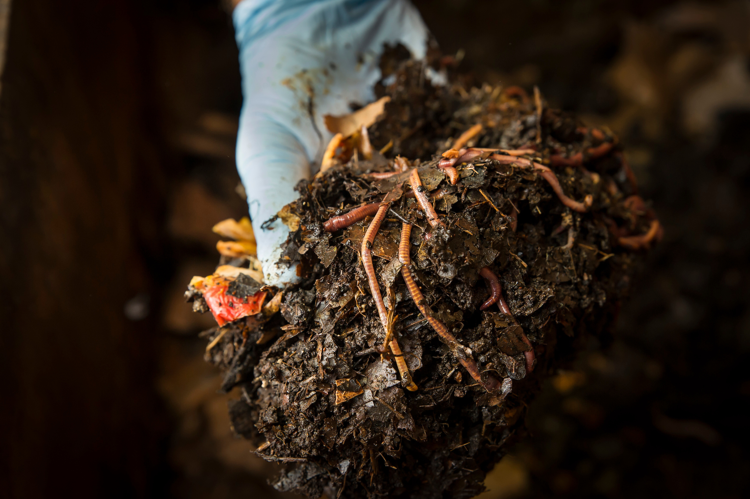 Community Soil Health and Compost Workshop Coming up March 10 