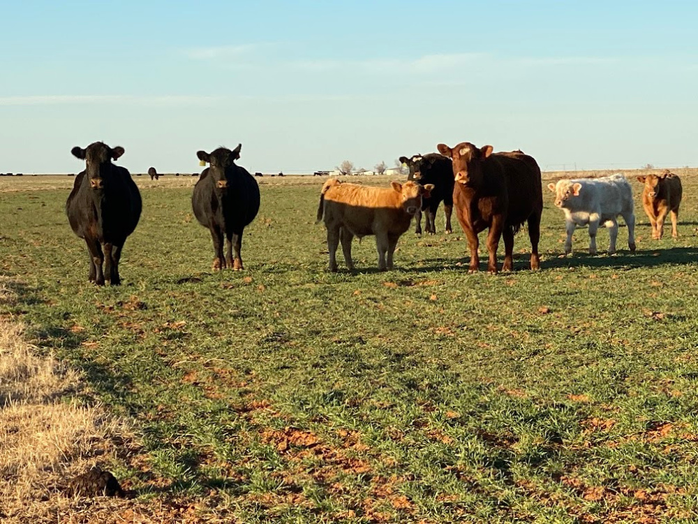 Dr. Derrell Peel Discusses  Regional Cattle on Feed Breakdown 
