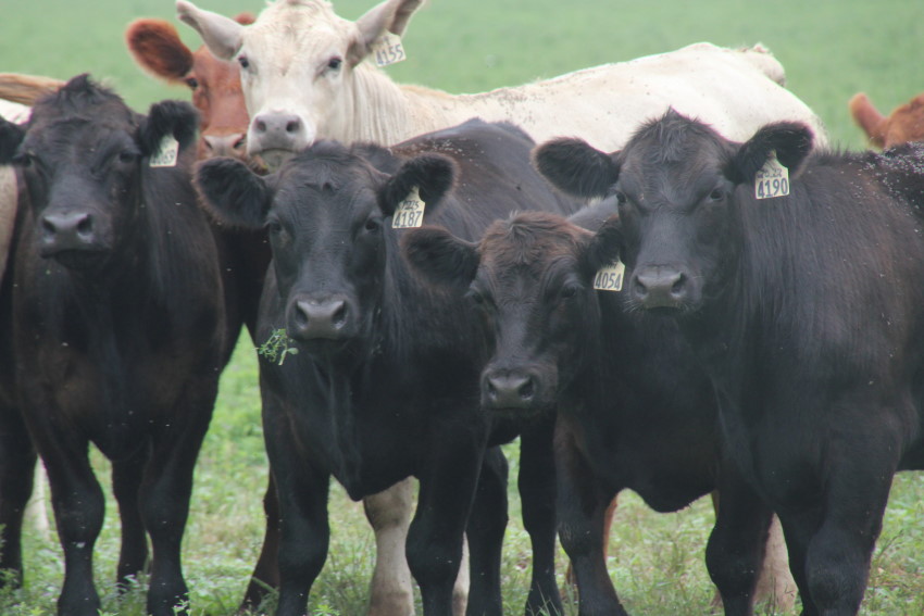 Dr. Derrell Peel Sees No Big Surprises from Fridays USDA Cattle Inventory Report