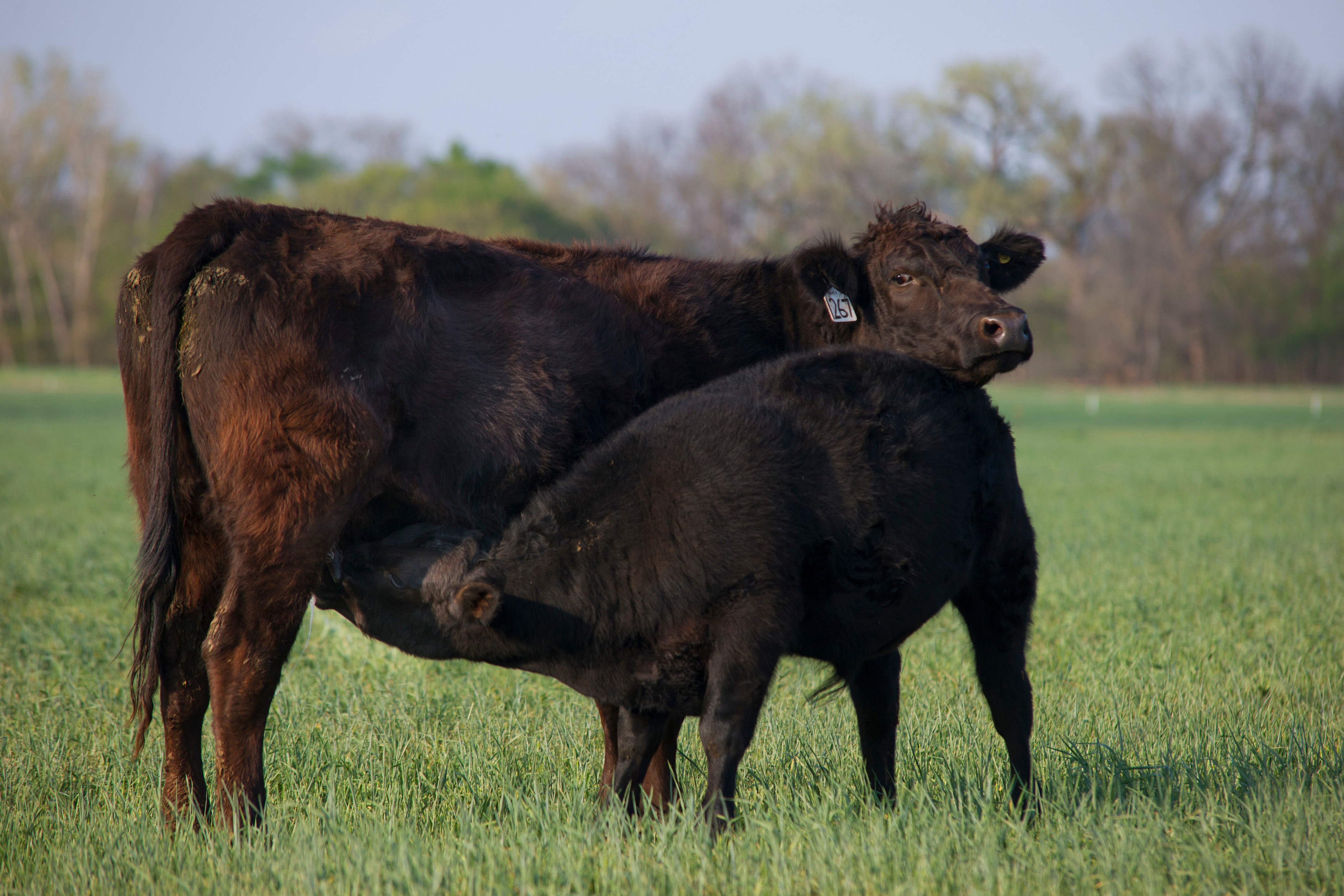 Cow-calf Producers May Find two-stage Weaning Process Useful