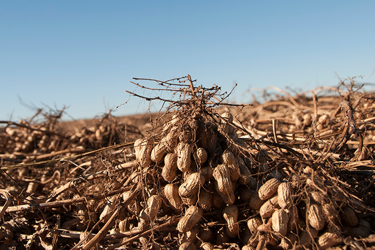 Oklahoma Peanut EXPO set for March 14 in Weatherford