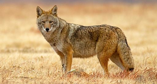 Wildlife Department Offers Options to Landowners Dealing With Coyote Depredation