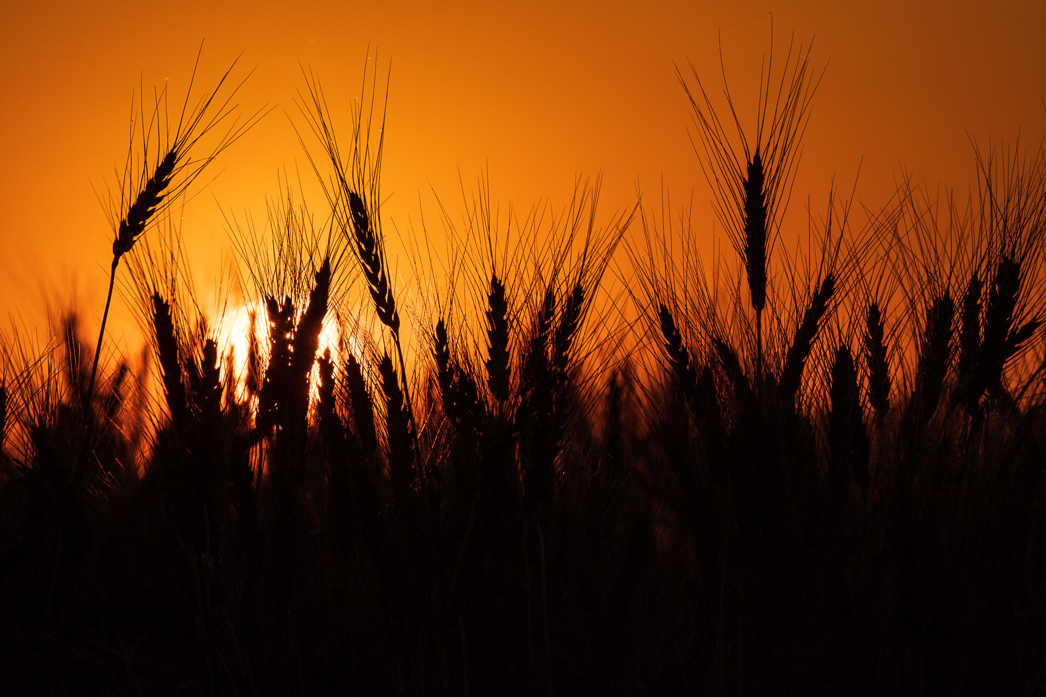 U.S. Wheat Associates Statement on Major Chinese Wheat Purchase
