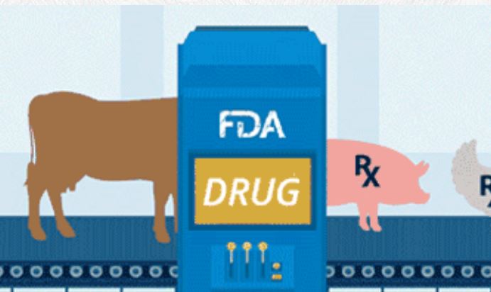 Gene-Edited Livestock Should be Under USDA, Not FDA, Iowa Pork Producer Tells Congress