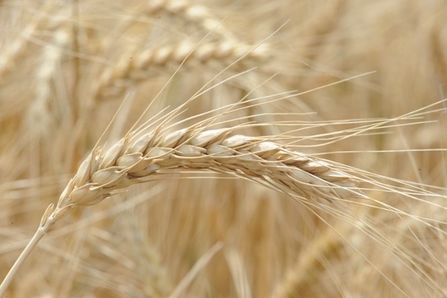 NAWG Welcomes News of Large Wheat Purchase by Chinese Buyers
