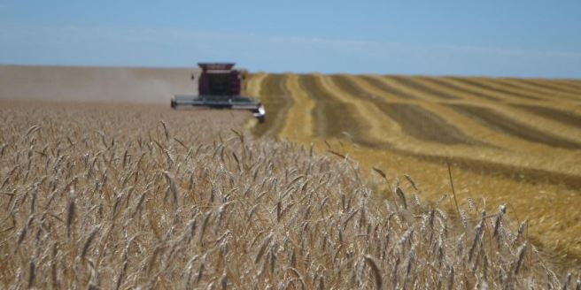 Dr. Kim Anderson Gives Analysis on Wheat Harvest 