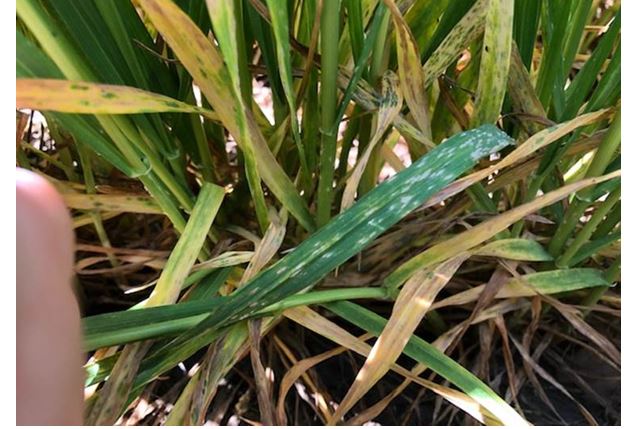 OSU's Dr. Bob Hunger Says Oklahoma Wheat Still Without Foliar Disease Problems