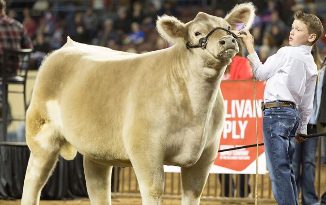 OKC West Offers Second Chance to OYE Steers with Carcass Competition