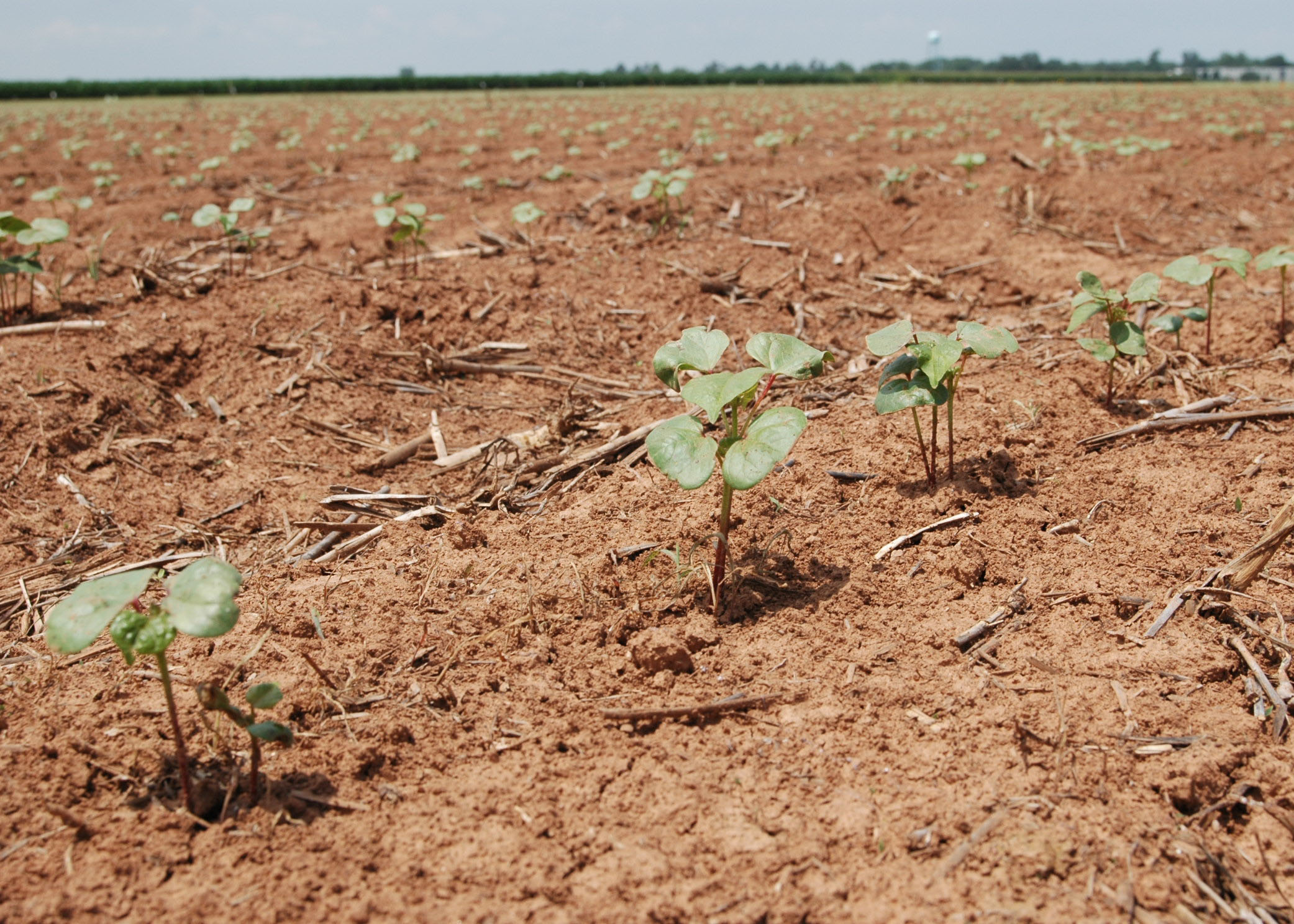 Timely Planting the First of Many Factors That Determine Cotton Crop Success