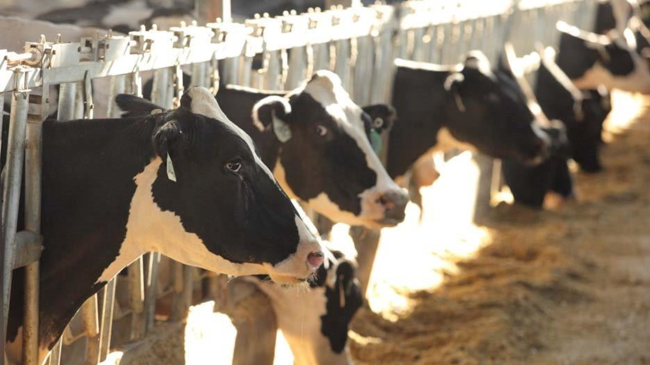 Milk Producers Say Coronavirus Relief Plan by USDA Critically Needed to Keep Farmers in Business