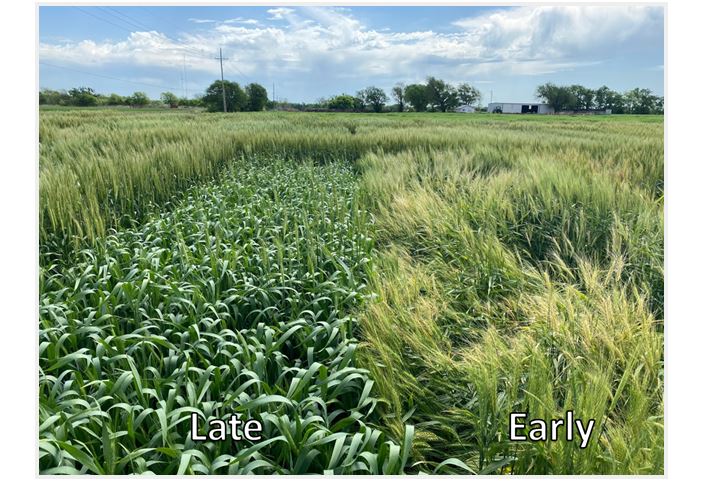 April 15th Freeze Was a KIller of 2020 Wheat Crop Across Southwestern Oklahoma