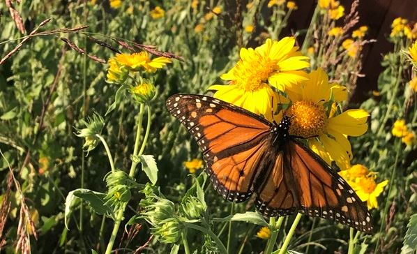 Support Monarch Butterflies this Spring by Planting Habitat