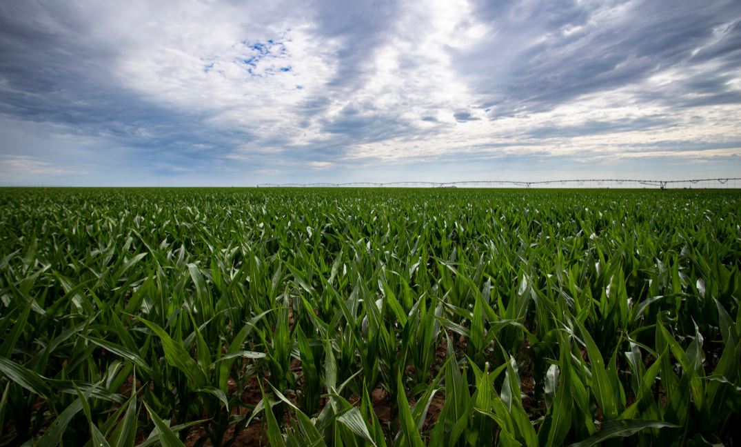 Oklahoma Crop Producers Urged to Be Proactive