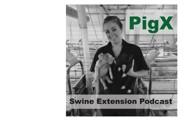 Improving Pig Livability Consortium and Iowa Pork Industry Center Launch PigX Podcast