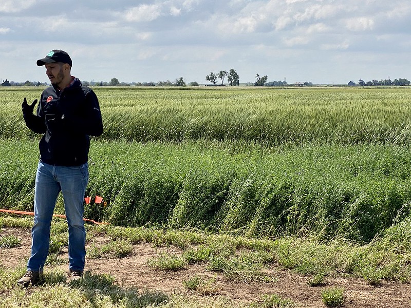 OSU Extension Ramping Up Research on New Alfalfa Varieties For Oklahoma Producers