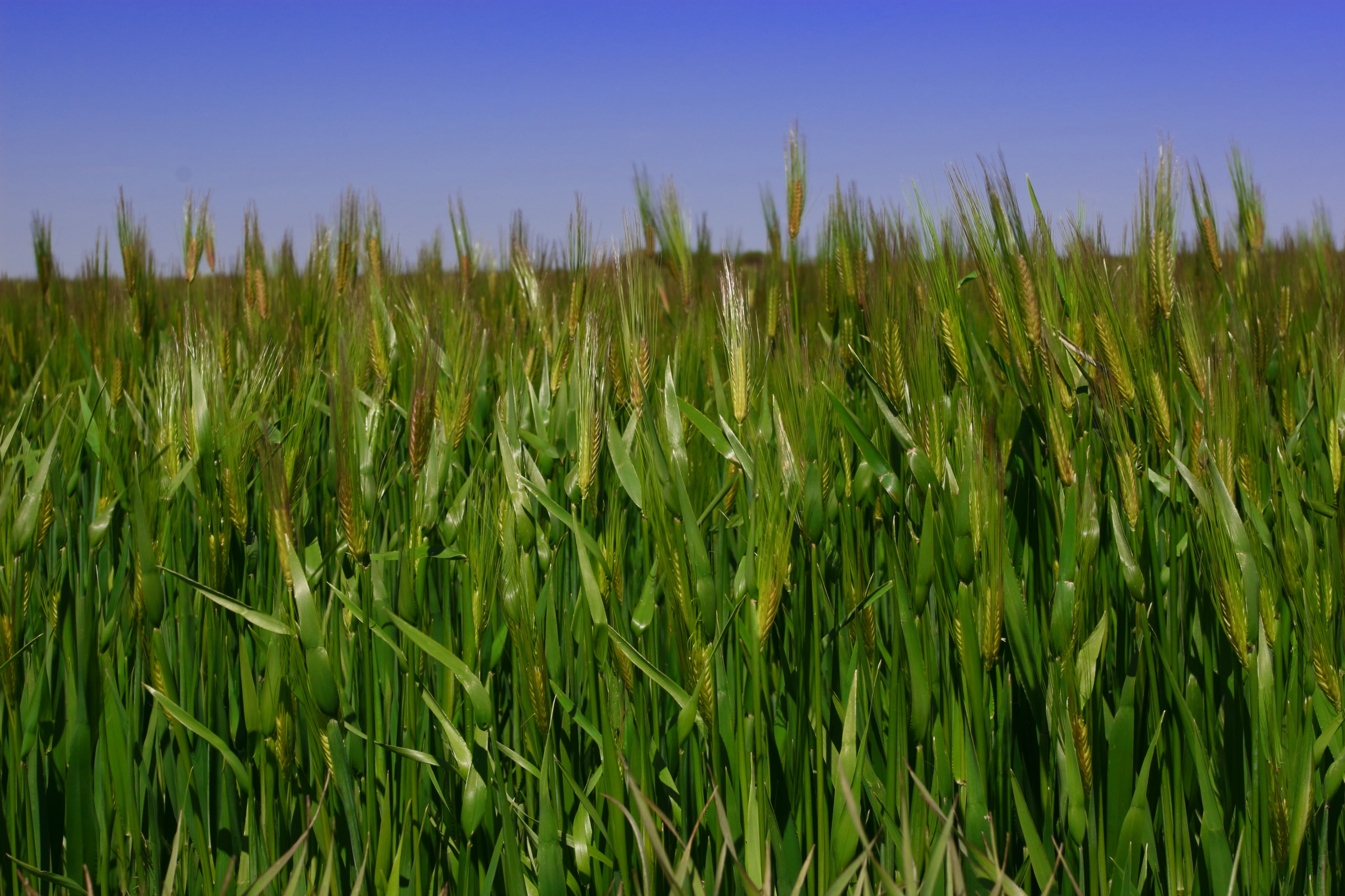 USDA Promotes Innovation with Updated Plant Breeding Regulation