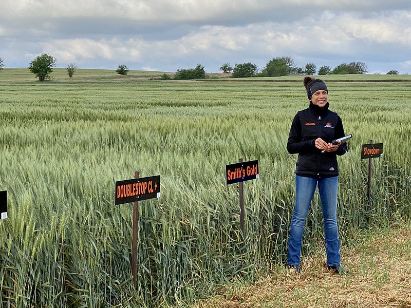 OSU Extension Wheat Test Plots at Lahoma Looking Good, Says Dr. Amanda Silva