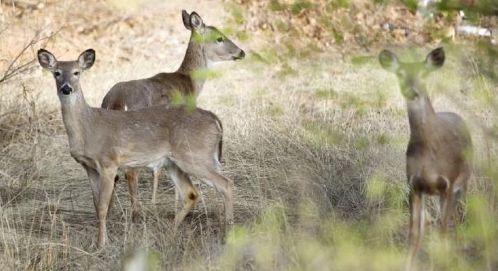 Wildlife Commission makes Changes to Deer, Duck Hunting Seasons