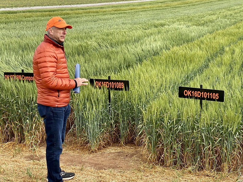OSU Wheat Scientist Brett Carver Says OSU Wheat Tests Plots Yielding Excellent Data