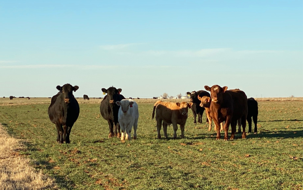 OSU Livestock Market Economist Dr. Derrel Peel Looks at  the Feed and Forage Situation 