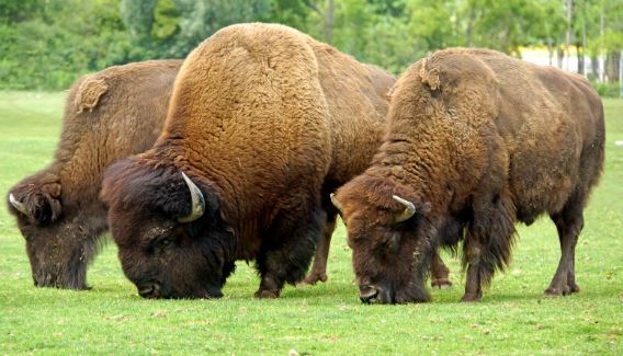 New Data Shows Significant COVID-19 Impact on Bison Marketplace