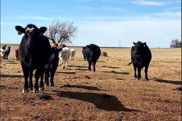 Glenn Selk on Why You should Keep Shortened Breeding Seasons to Produce More Uniform Calf Crops 