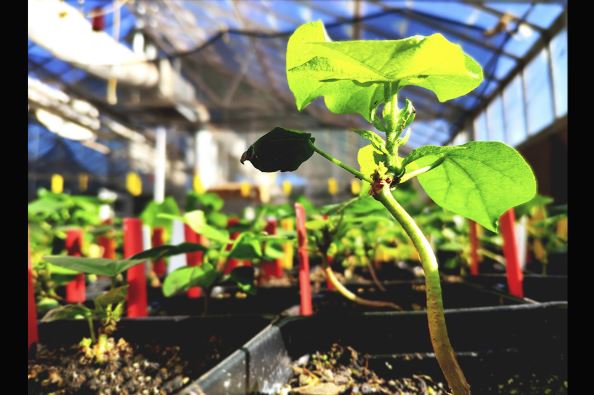 Texas Tech, Nanjing Agricultural University Research Teams Make Plant Nutrient Delivery Breakthrough