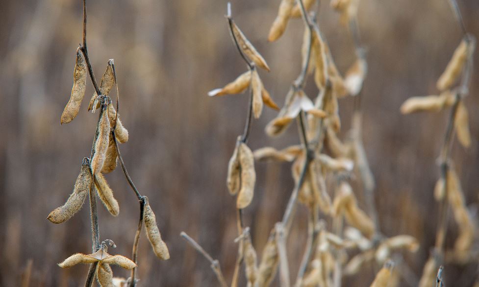 Oklahoma Producers Have Double-crop Options After Wheat Harvest