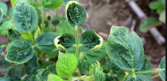 ARA Seeks Clarification from EPA on Court's Dicamba Decision's Impact on Ag Retailers